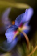 vignette