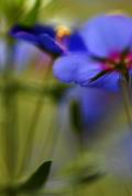 vignette